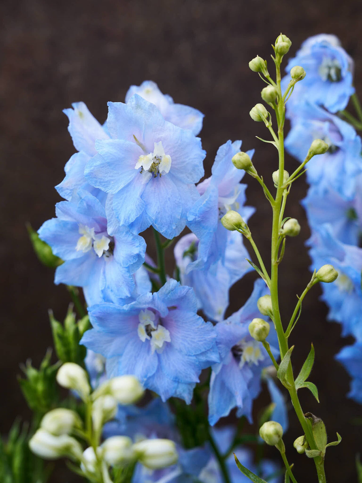 Ridderspore 'Pacific Summer Skies' Seed 