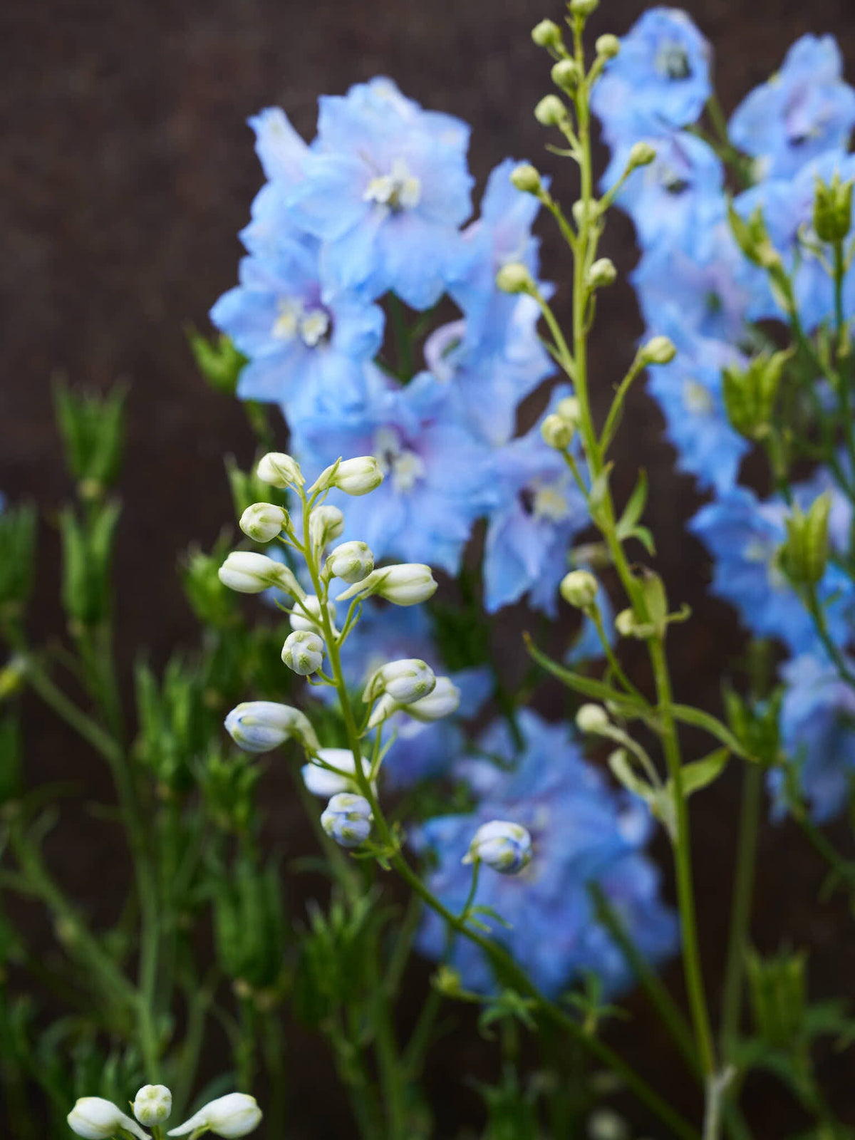 Ridderspore 'Pacific Summer Skies' Seed 