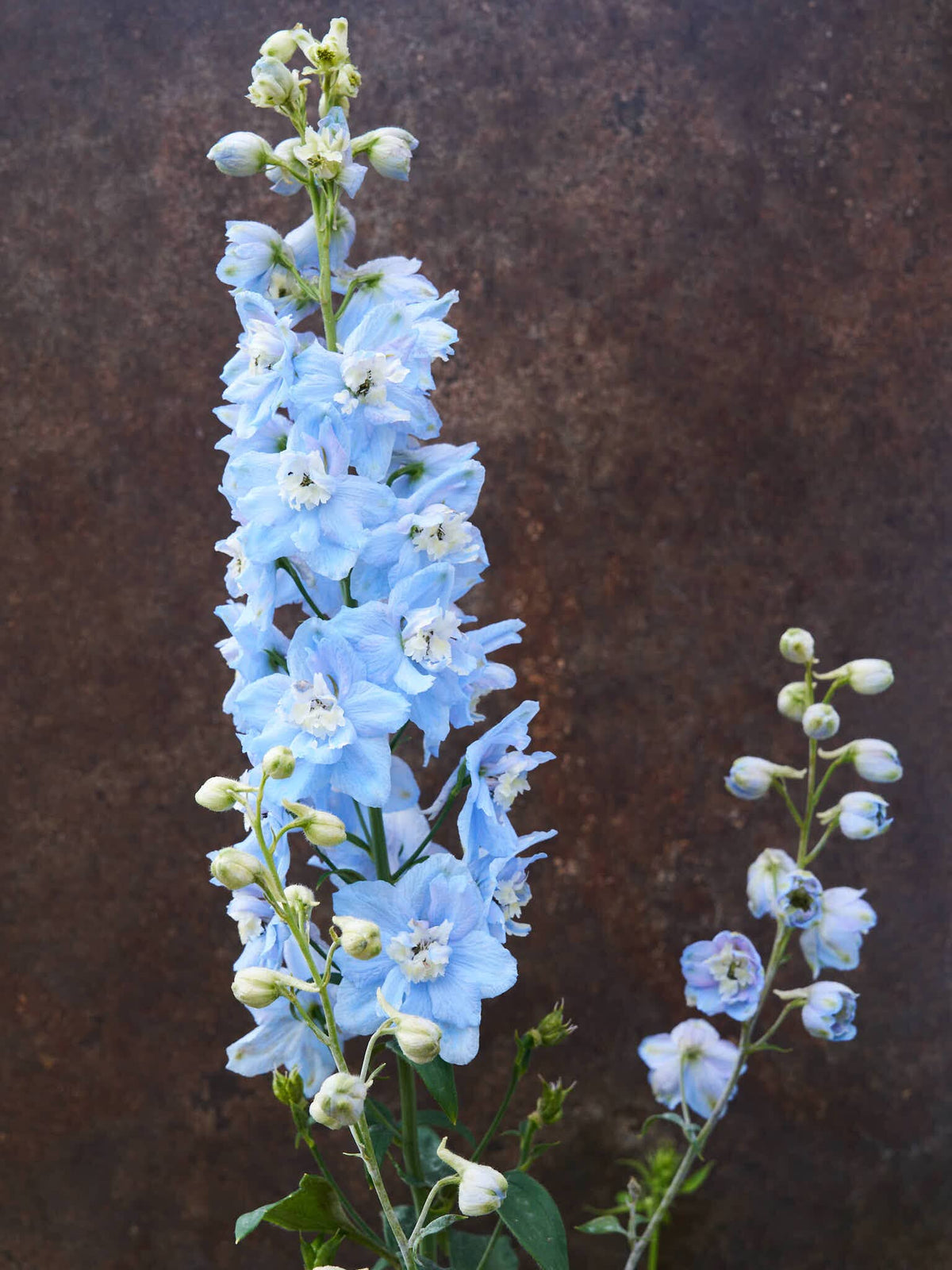 Ridderspore 'Pacific Summer Skies' Seed 
