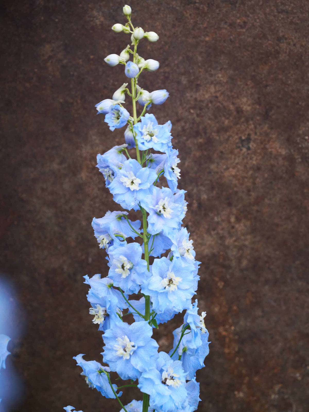 Ridderspore 'Pacific Summer Skies' Seed 