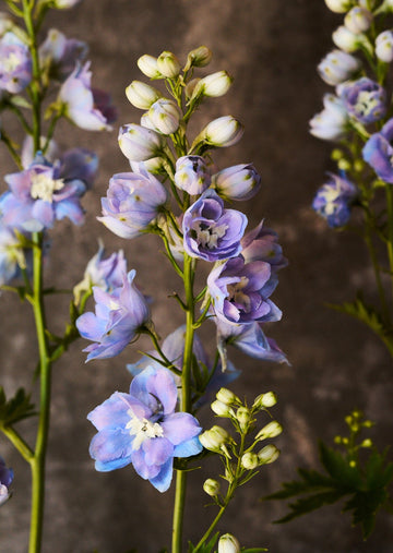 Ridderspore 'Skye blue white bee' Seed 