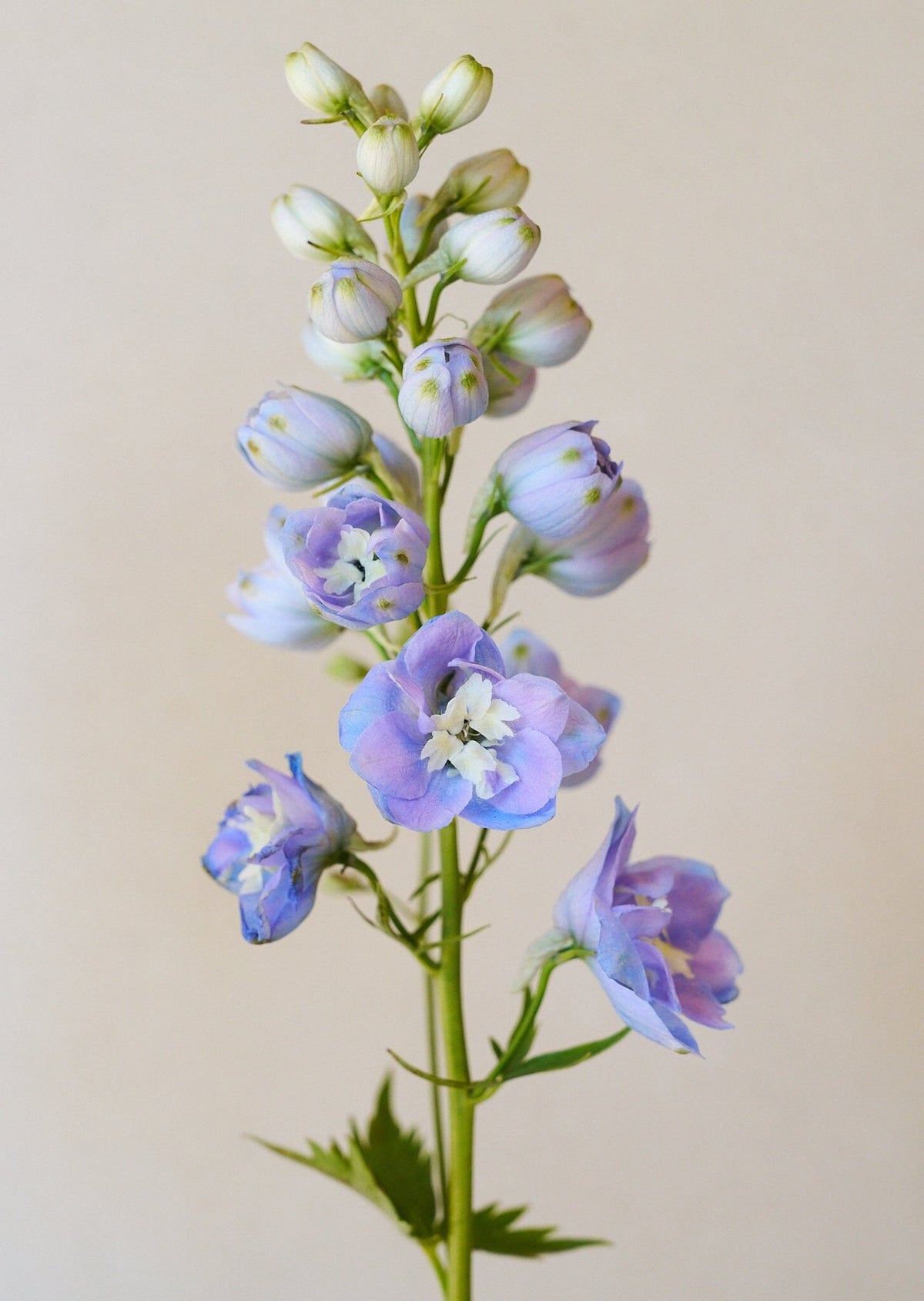 Ridderspore 'Skye blue white bee' Seed 