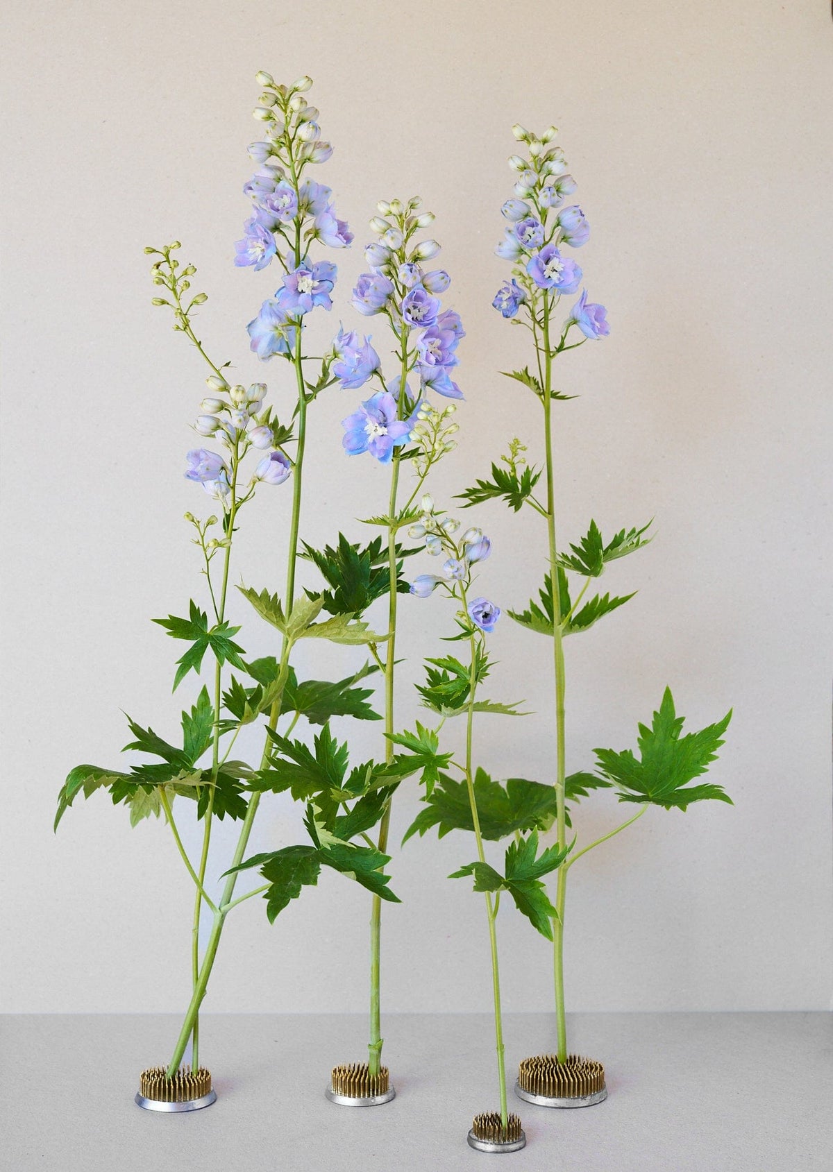 Ridderspore 'Skye blue white bee' Seed 
