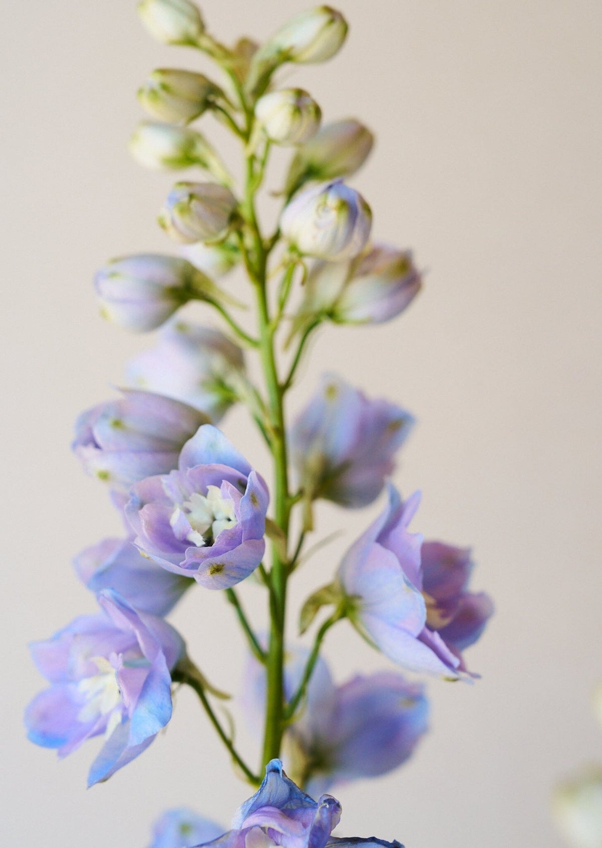 Ridderspore 'Skye blue white bee' Seed 