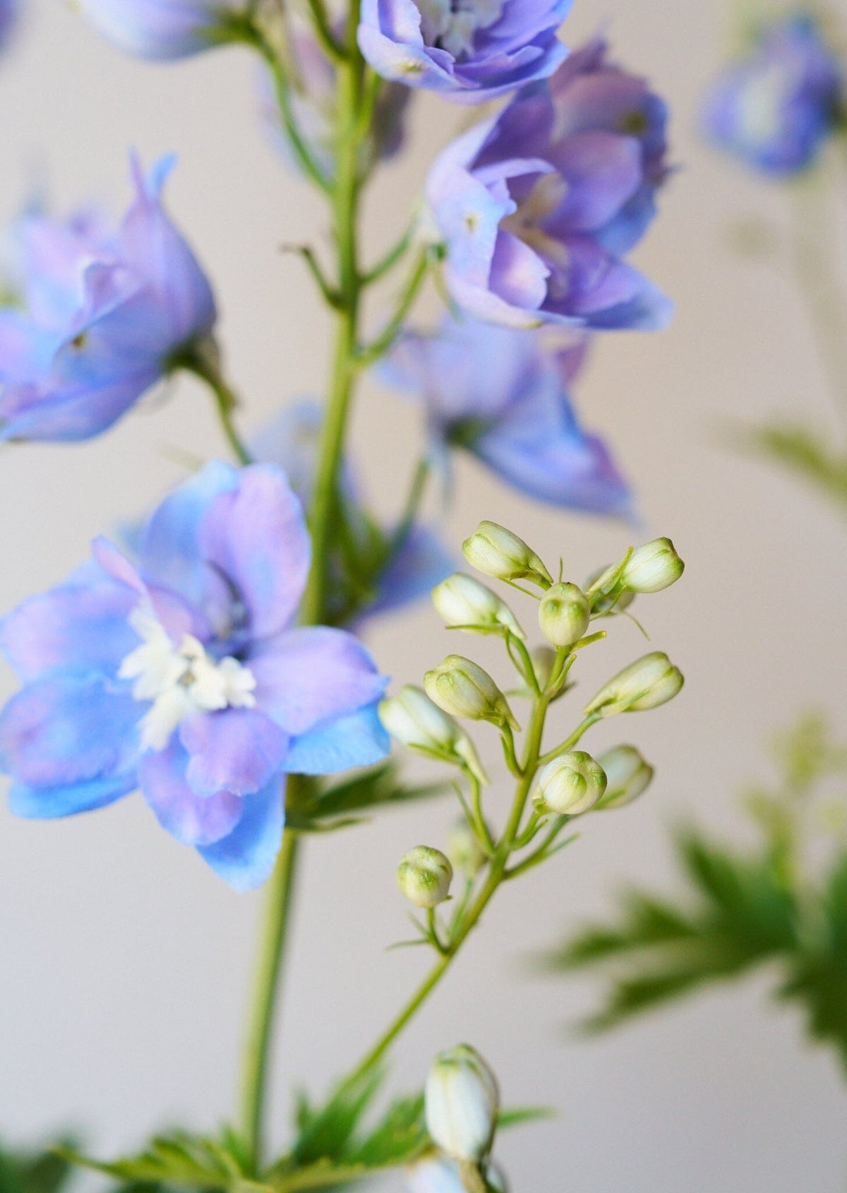 Ridderspore 'Skye blue white bee' Seed 