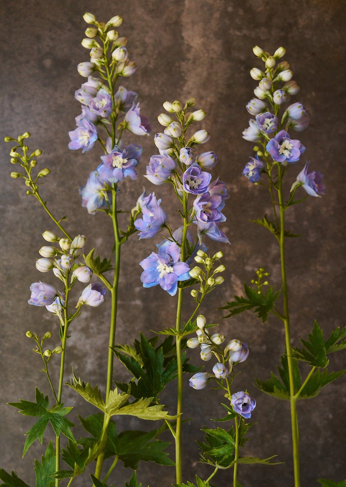 Ridderspore 'Skye blue white bee' Seed 