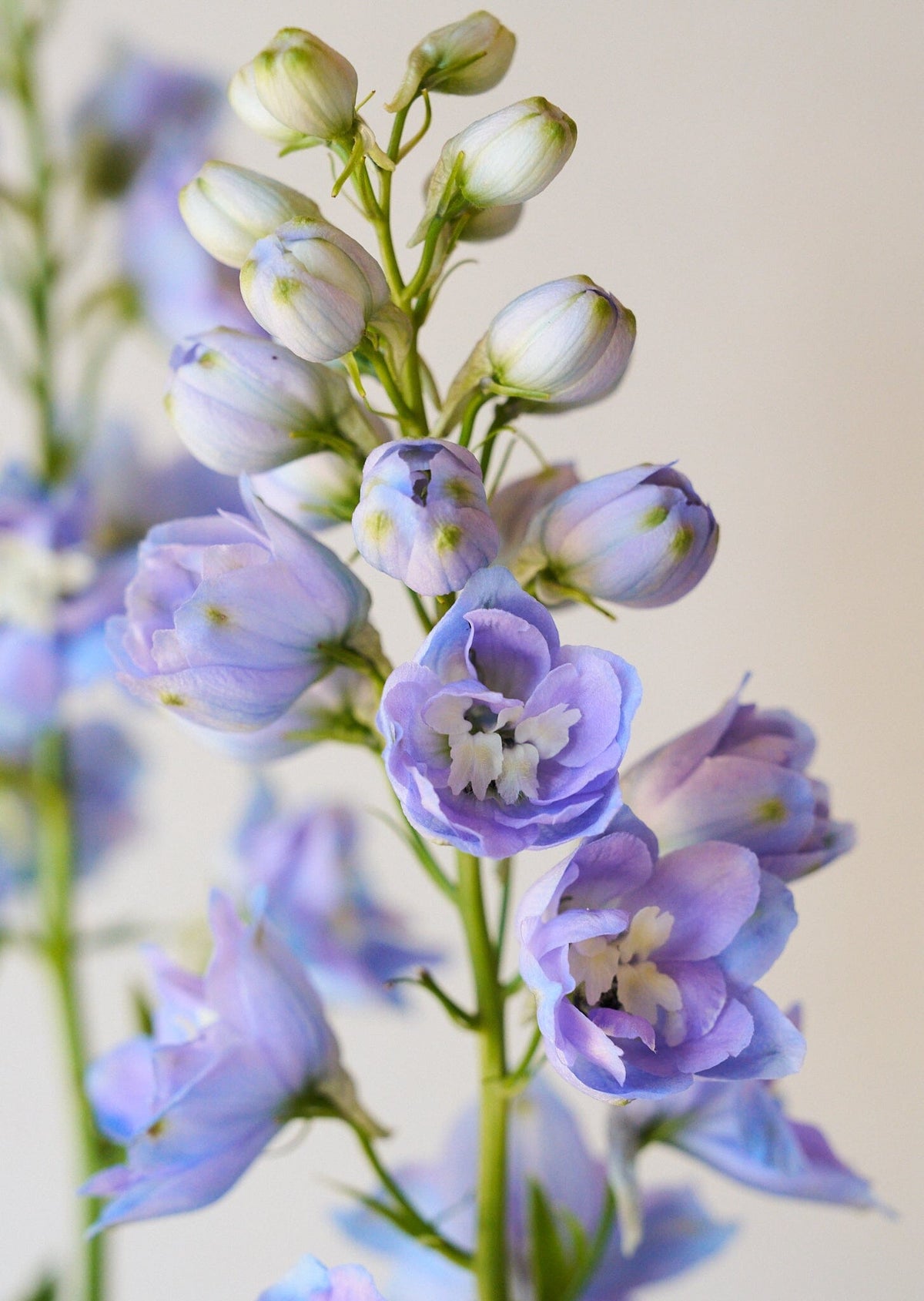 Ridderspore 'Skye blue white bee' Seed 
