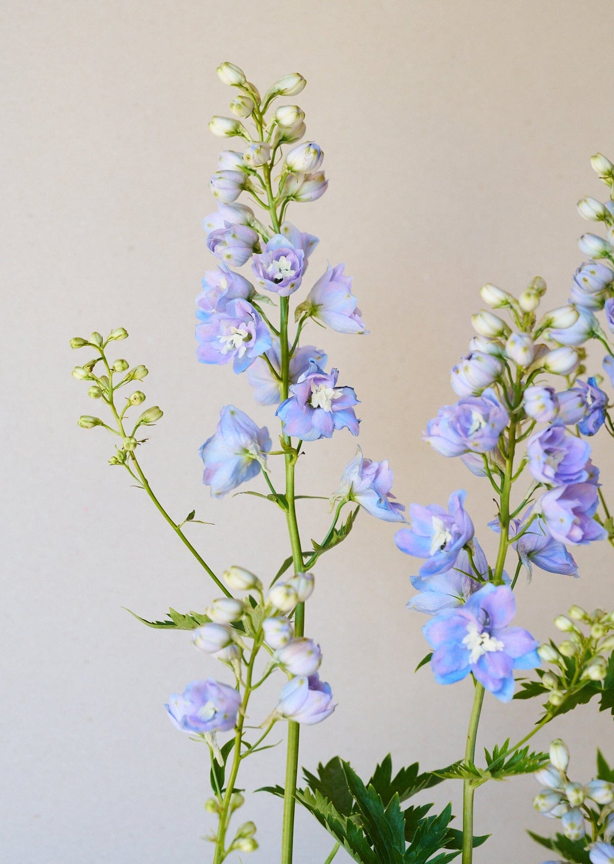 Ridderspore 'Skye blue white bee' Seed 