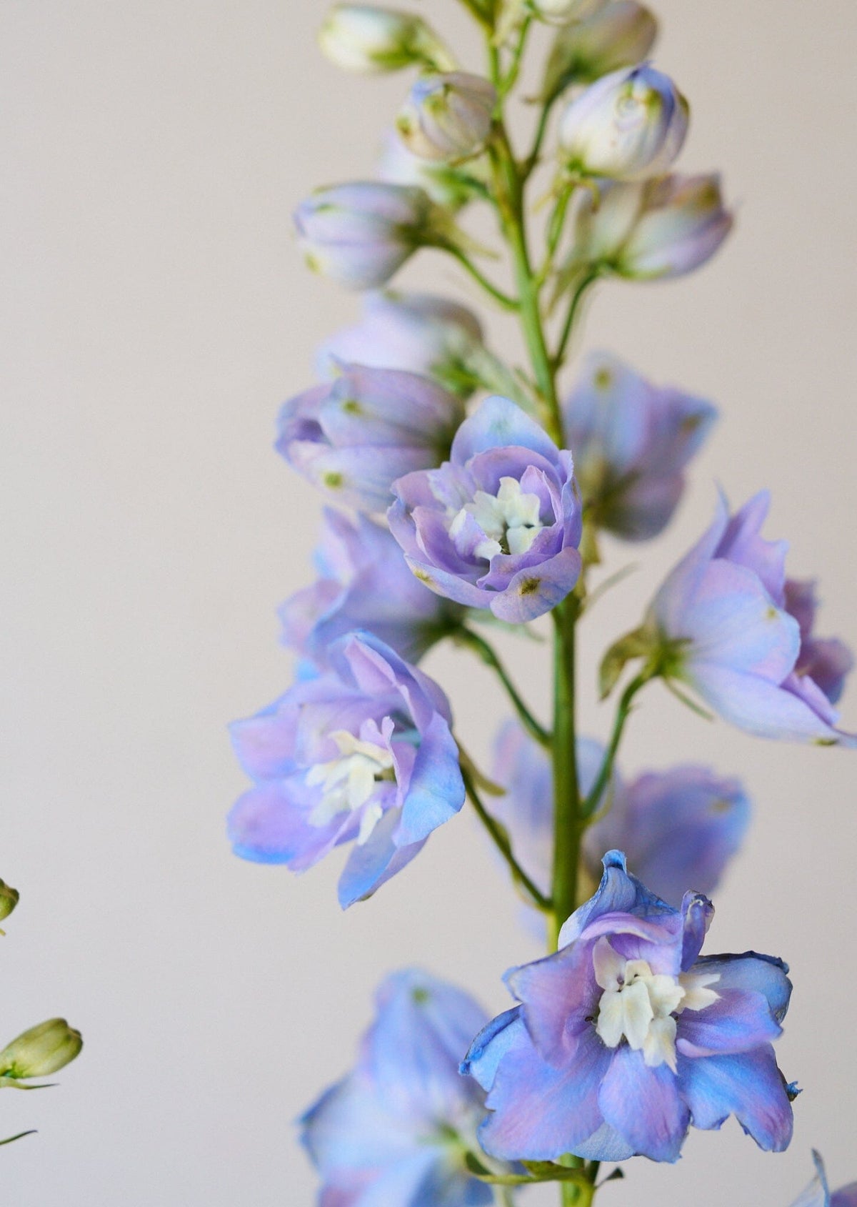 Ridderspore 'Skye blue white bee' Seed 