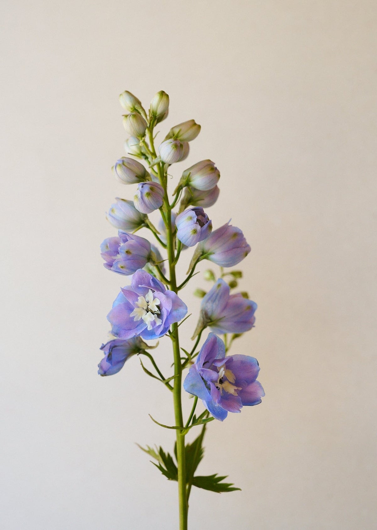 Ridderspore 'Skye blue white bee' Seed 