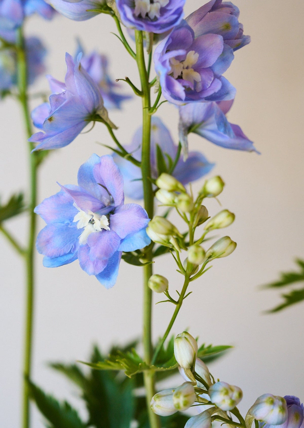 Ridderspore 'Skye blue white bee' Seed 