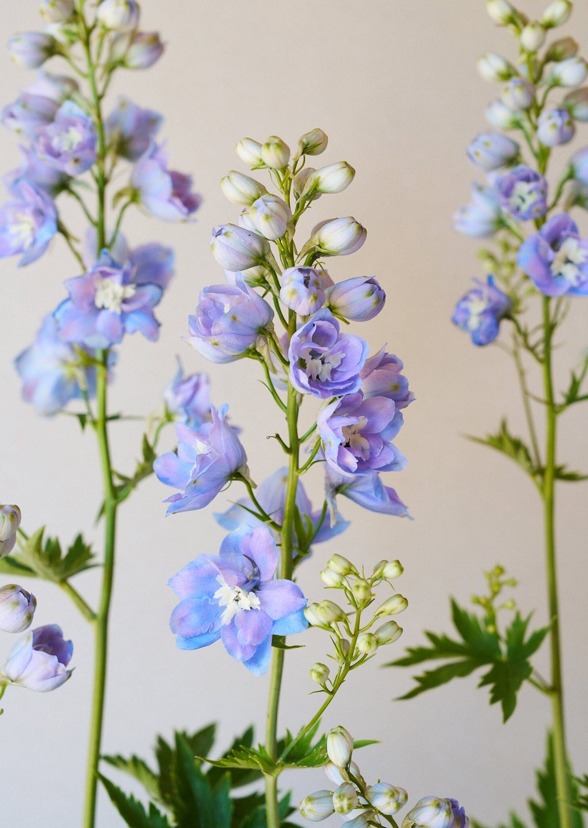 Ridderspore 'Skye blue white bee' Seed 