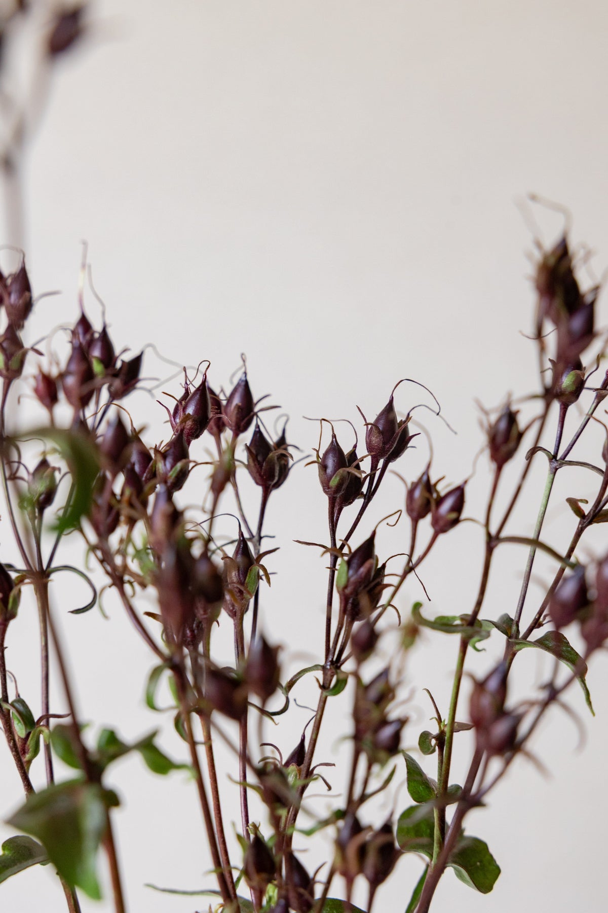 Rørblomst 'Mystica' (penstemon Seed 