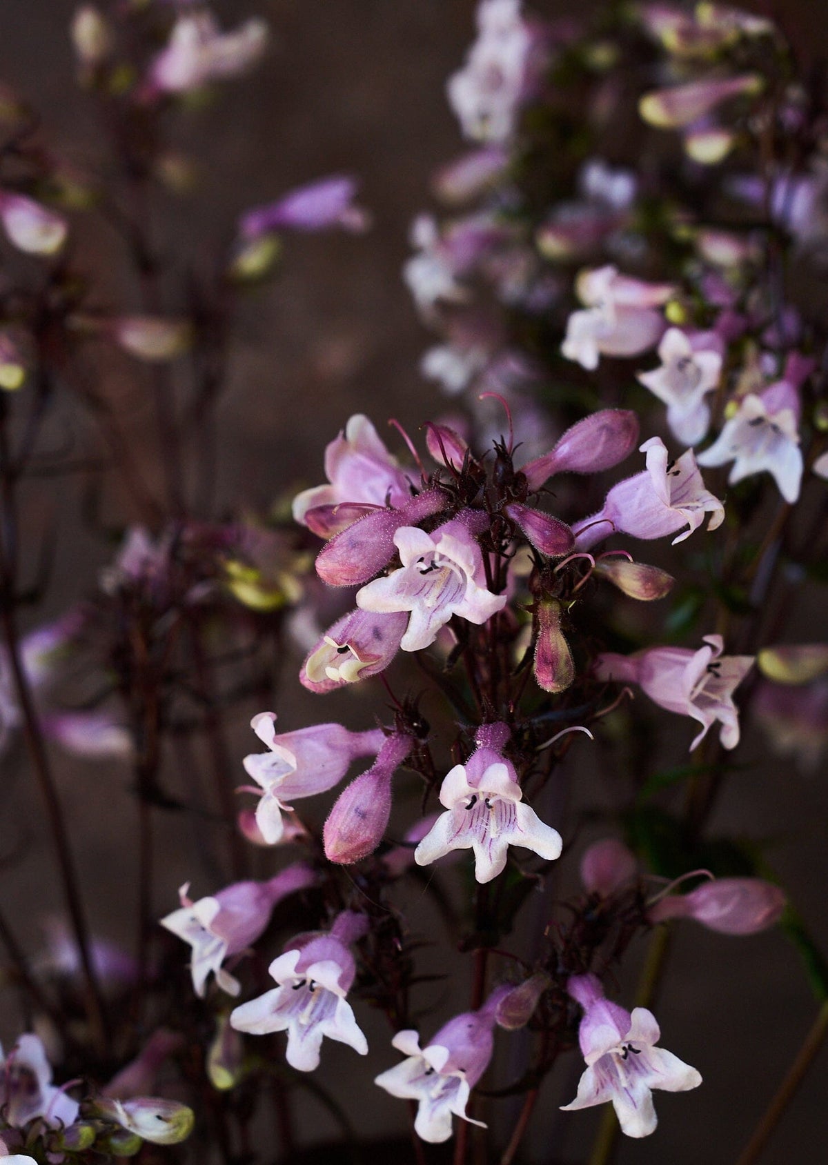 Rørblomst 'Mystica' (penstemon Seed 