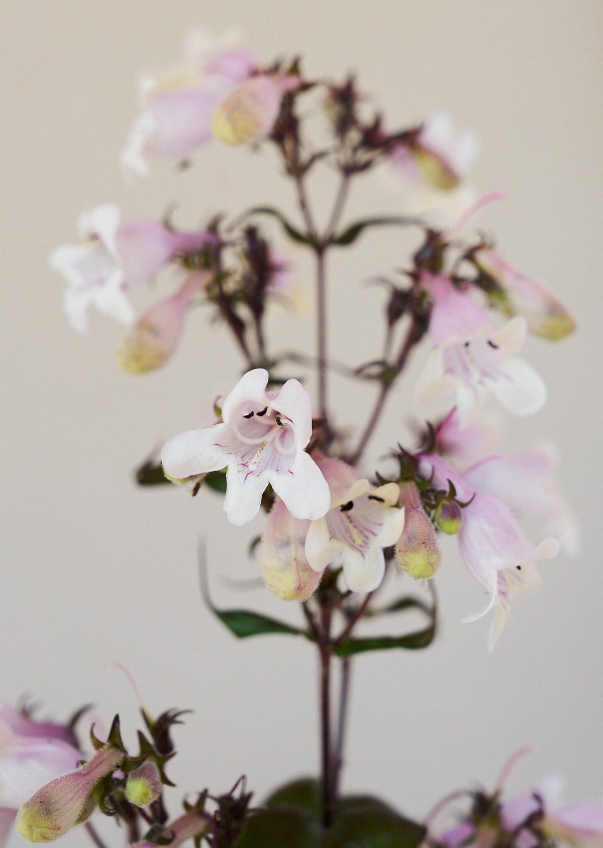 Rørblomst 'Mystica' (penstemon Seed 