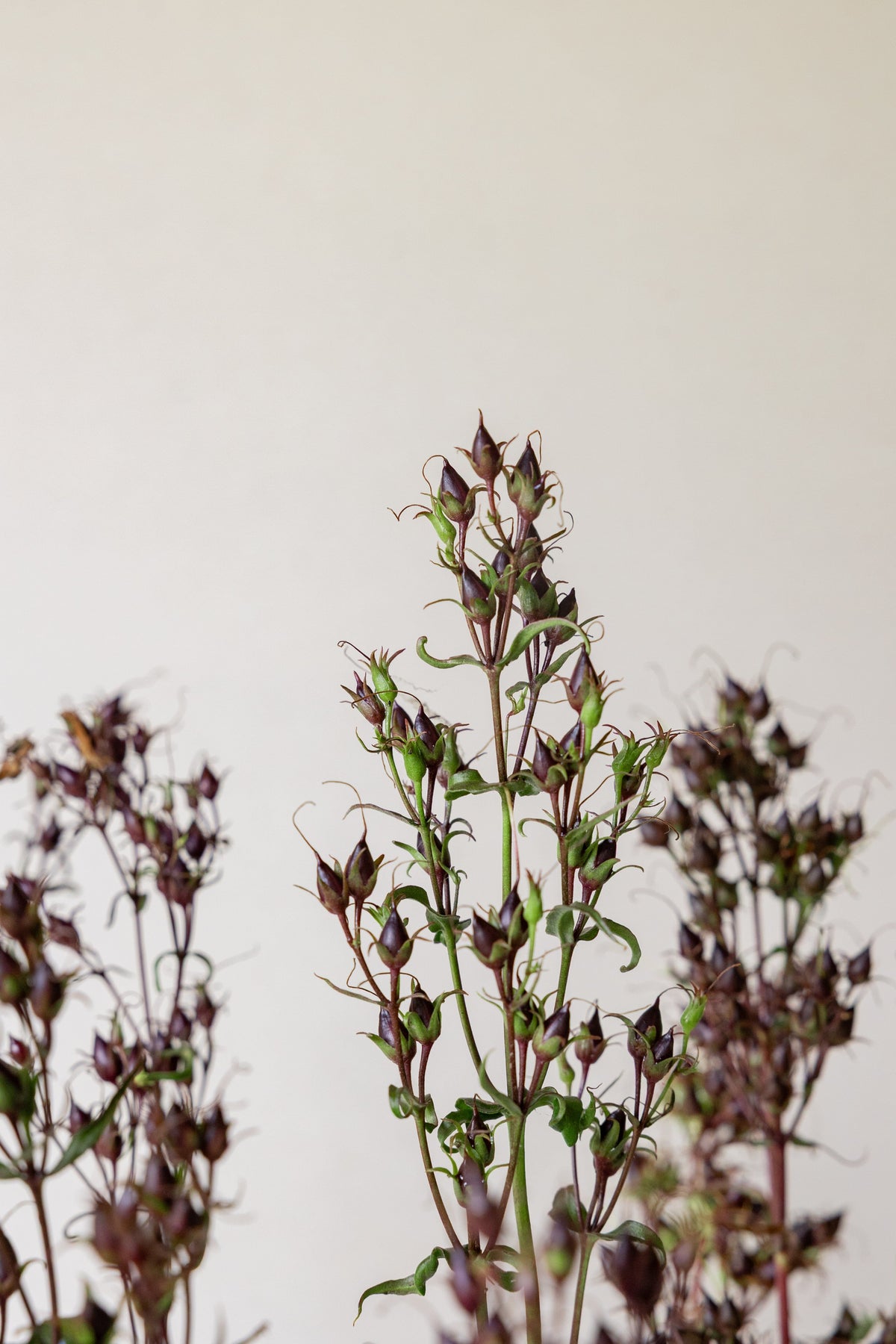 Rørblomst 'Mystica' (penstemon Seed 