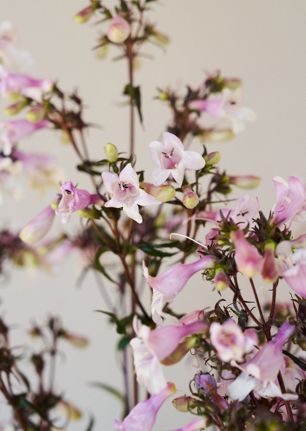 Rørblomst 'Mystica' (penstemon Seed 