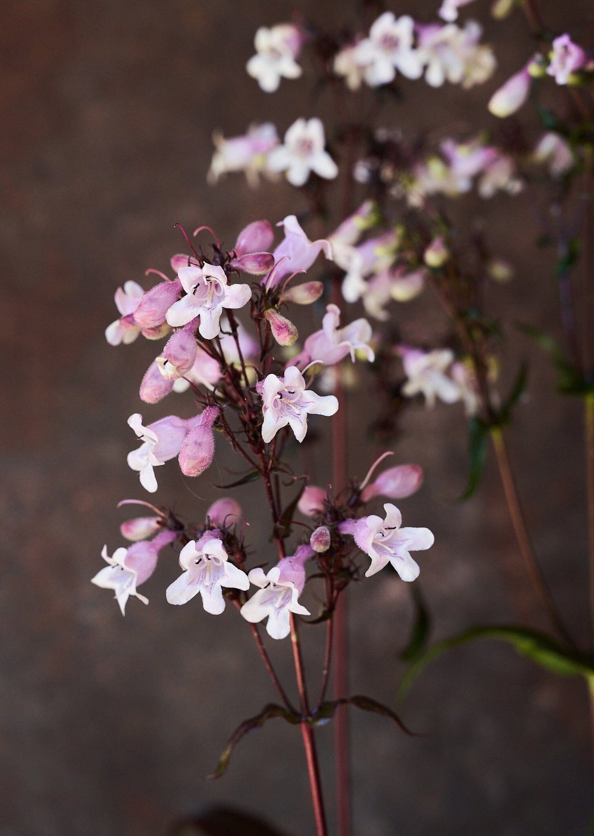 Rørblomst 'Mystica' (penstemon Seed 