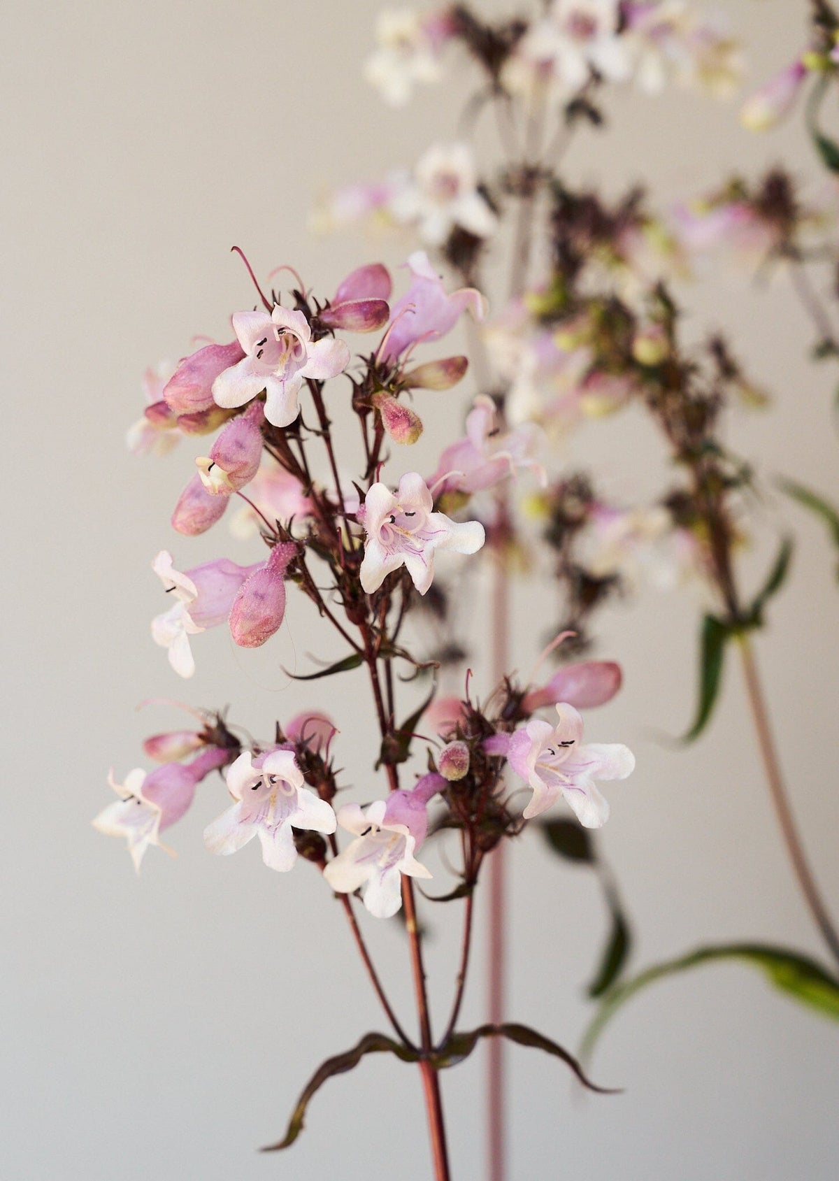 Rørblomst 'Mystica' (penstemon Seed 