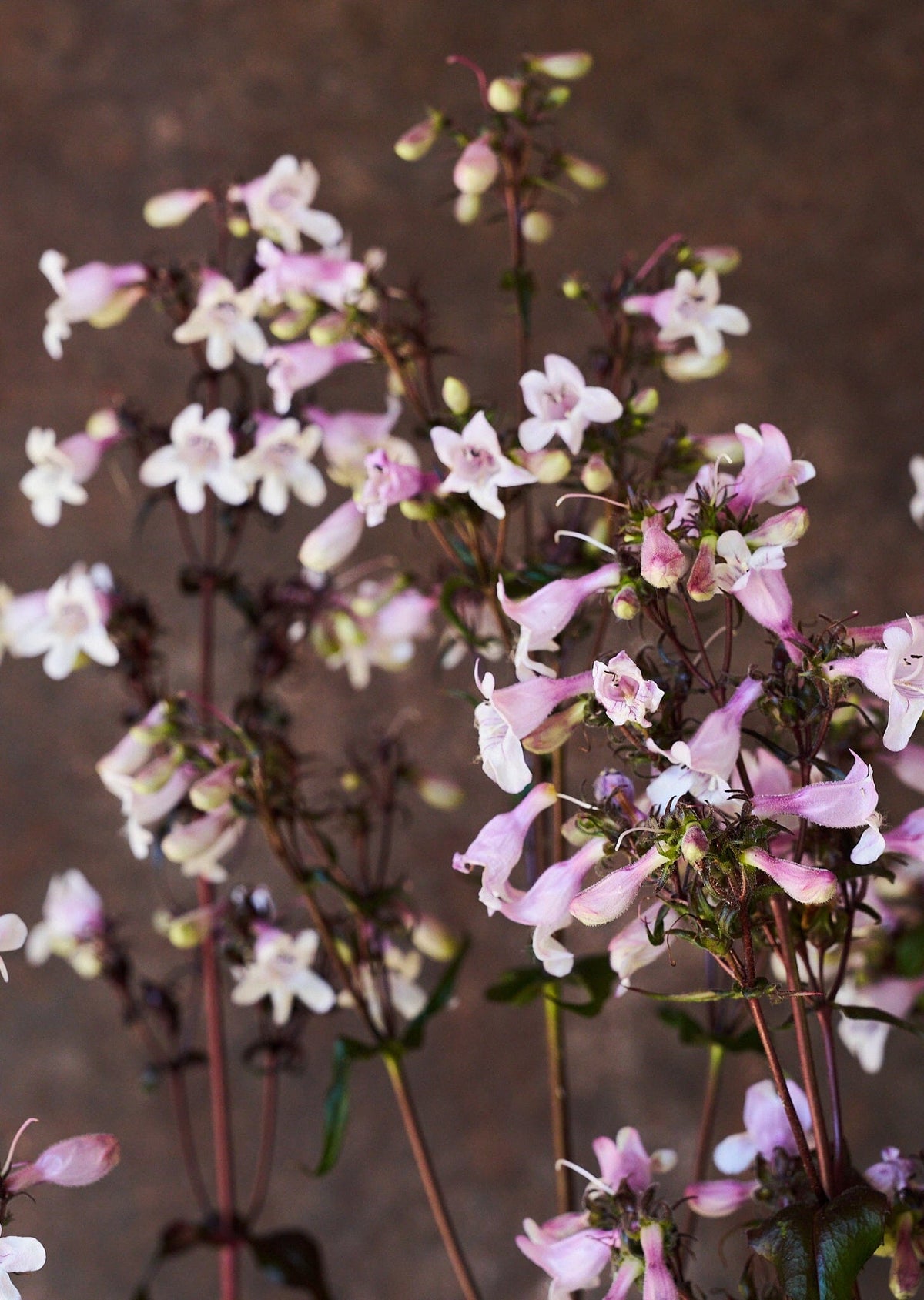 Rørblomst 'Mystica' (penstemon Seed 