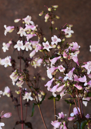 Rørblomst 'Mystica' (penstemon Seed 
