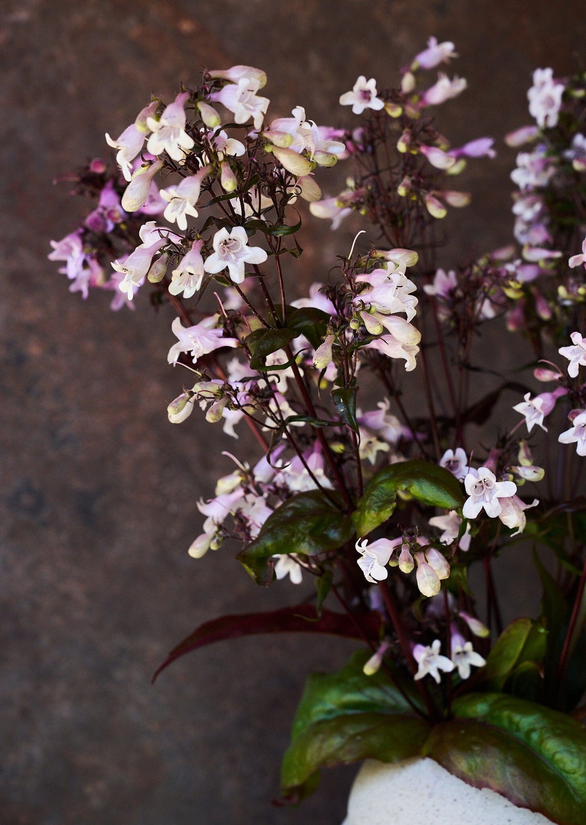 Rørblomst 'Mystica' (penstemon Seed 