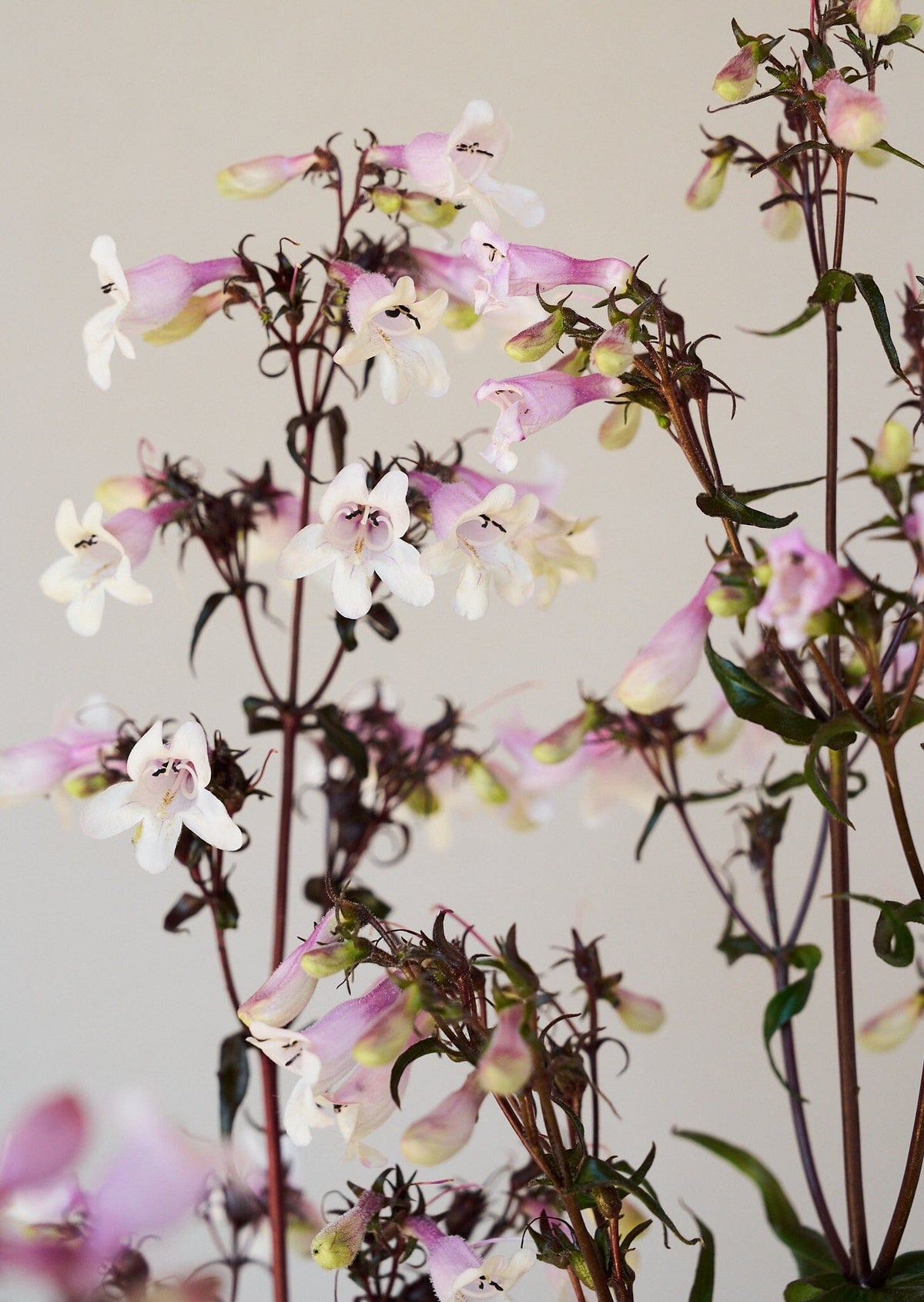 Rørblomst 'Mystica' (penstemon Seed 