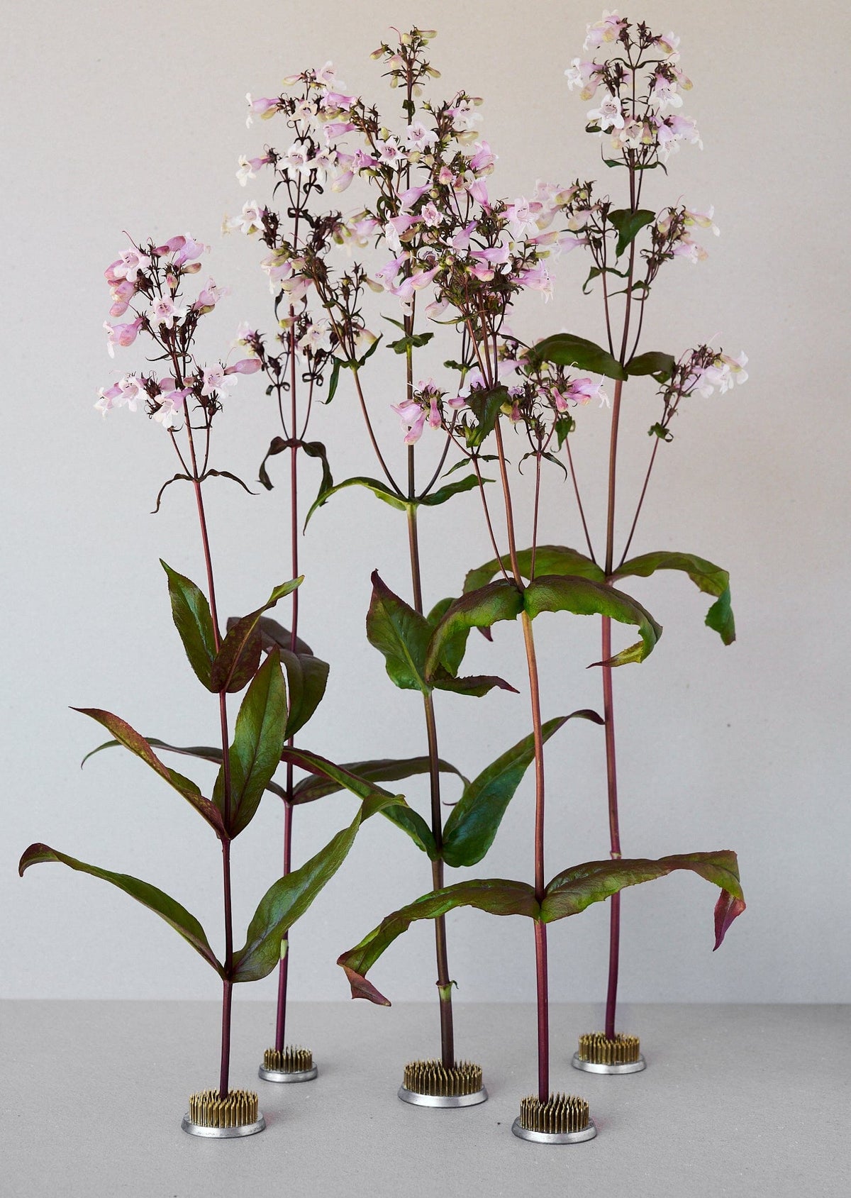 Rørblomst 'Mystica' (penstemon Seed 