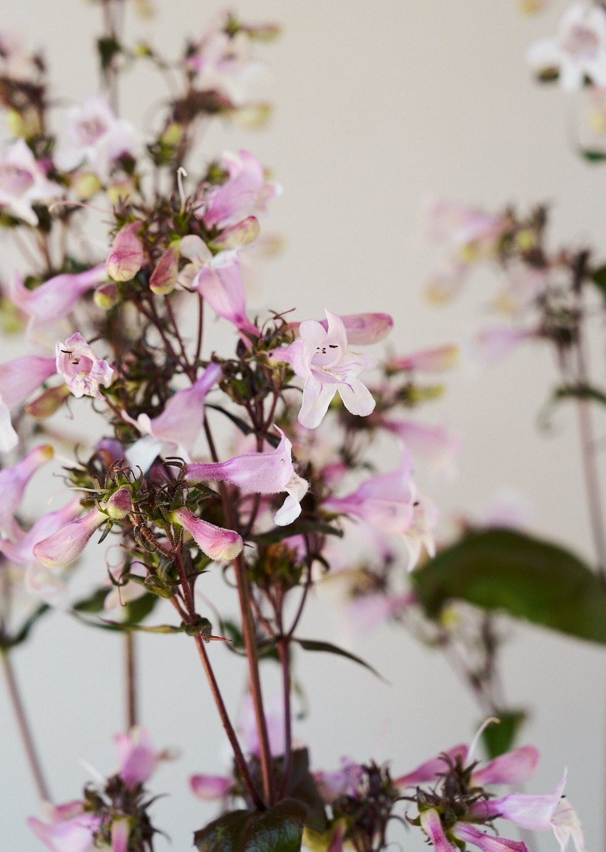 Rørblomst 'Mystica' (penstemon Seed 