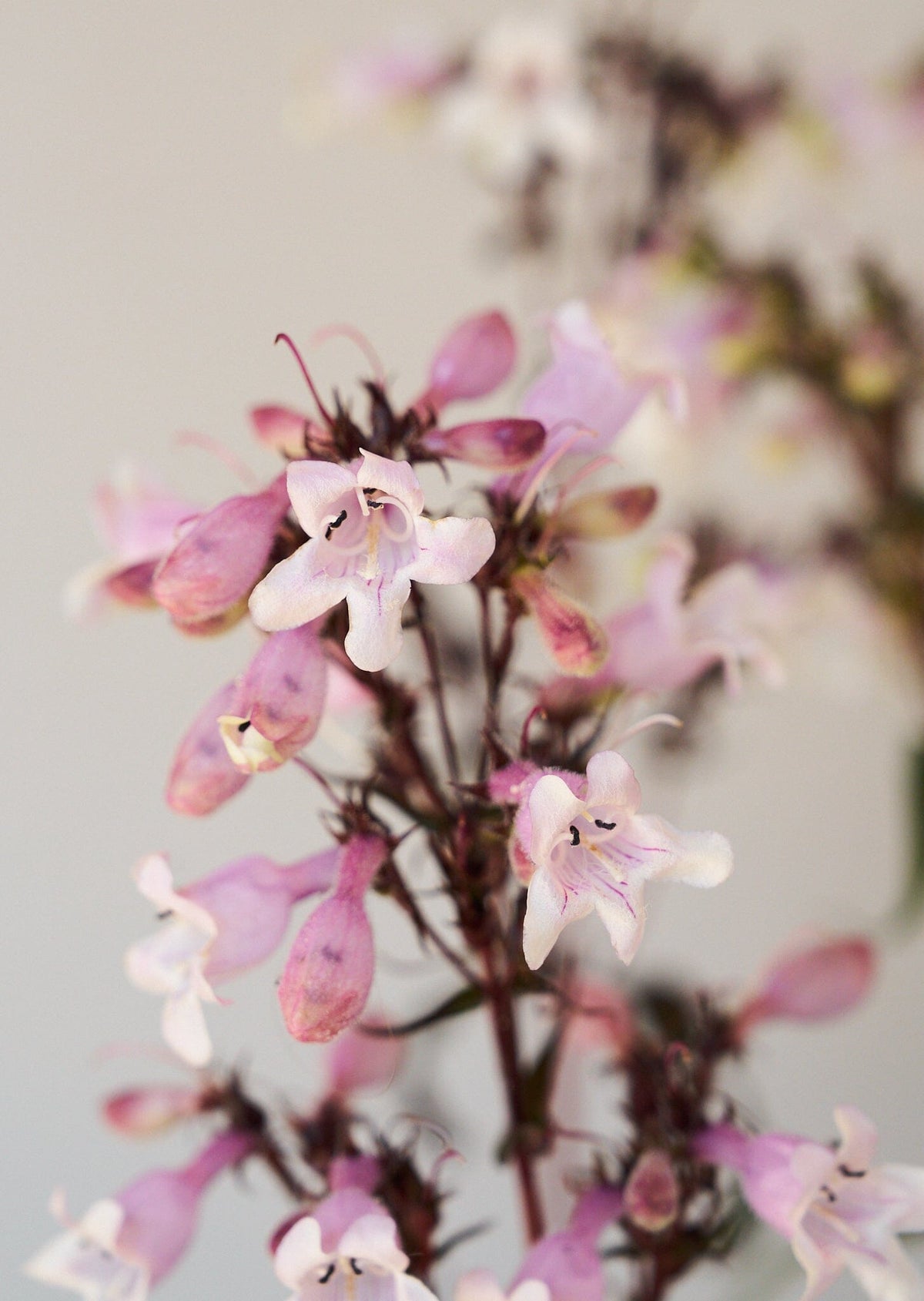 Rørblomst 'Mystica' (penstemon Seed 