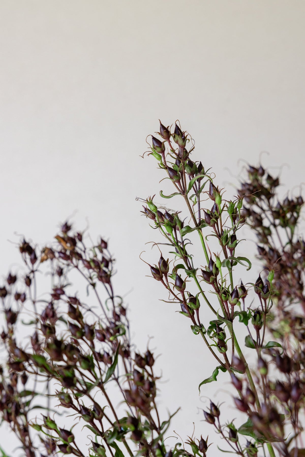 Rørblomst 'Mystica' (penstemon Seed 