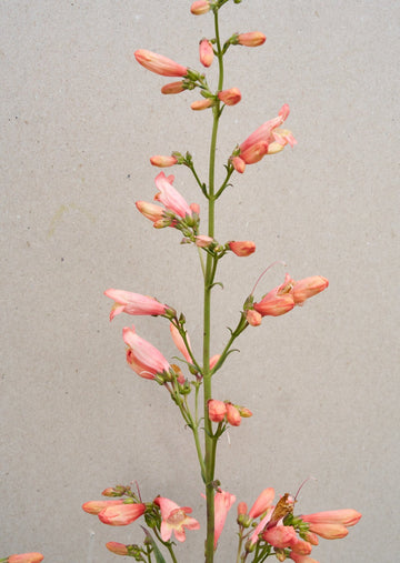 Rørblomst 'Twizzle Coral' (Van Hemert) Seed 