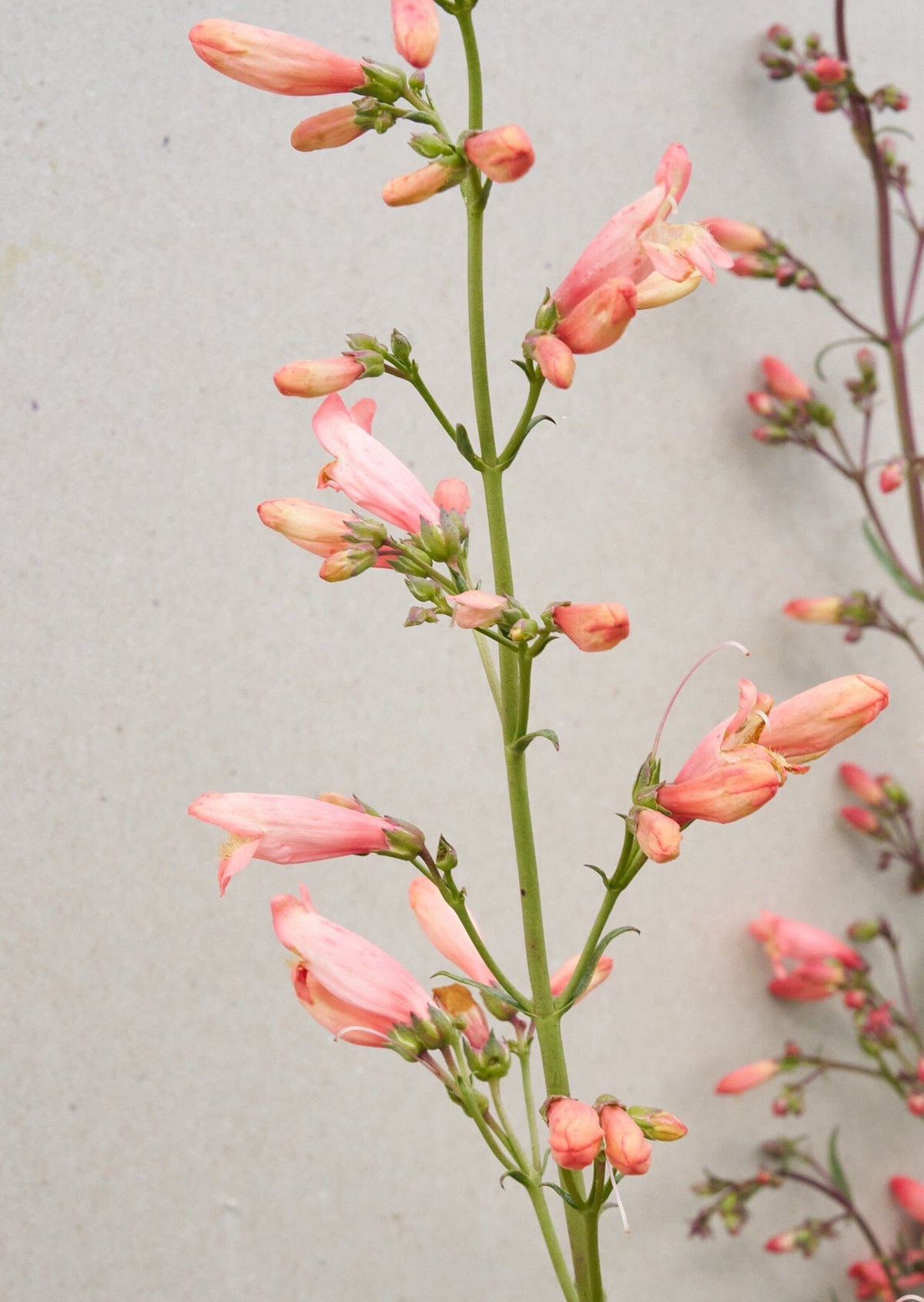 Rørblomst 'Twizzle Coral' (Van Hemert) Seed 