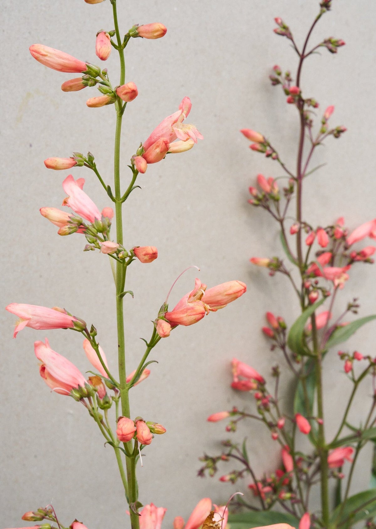 Rørblomst 'Twizzle Coral' (Van Hemert) Seed 