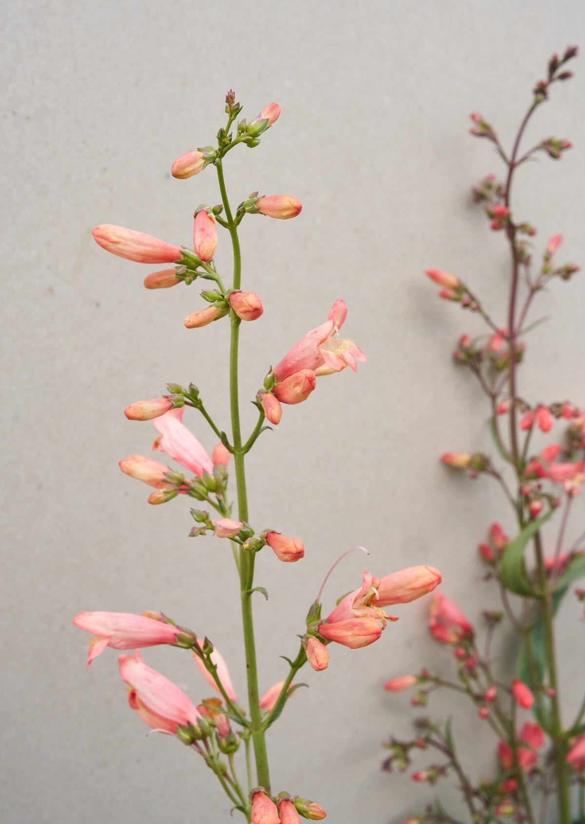 Rørblomst 'Twizzle Coral' (Van Hemert) Seed 