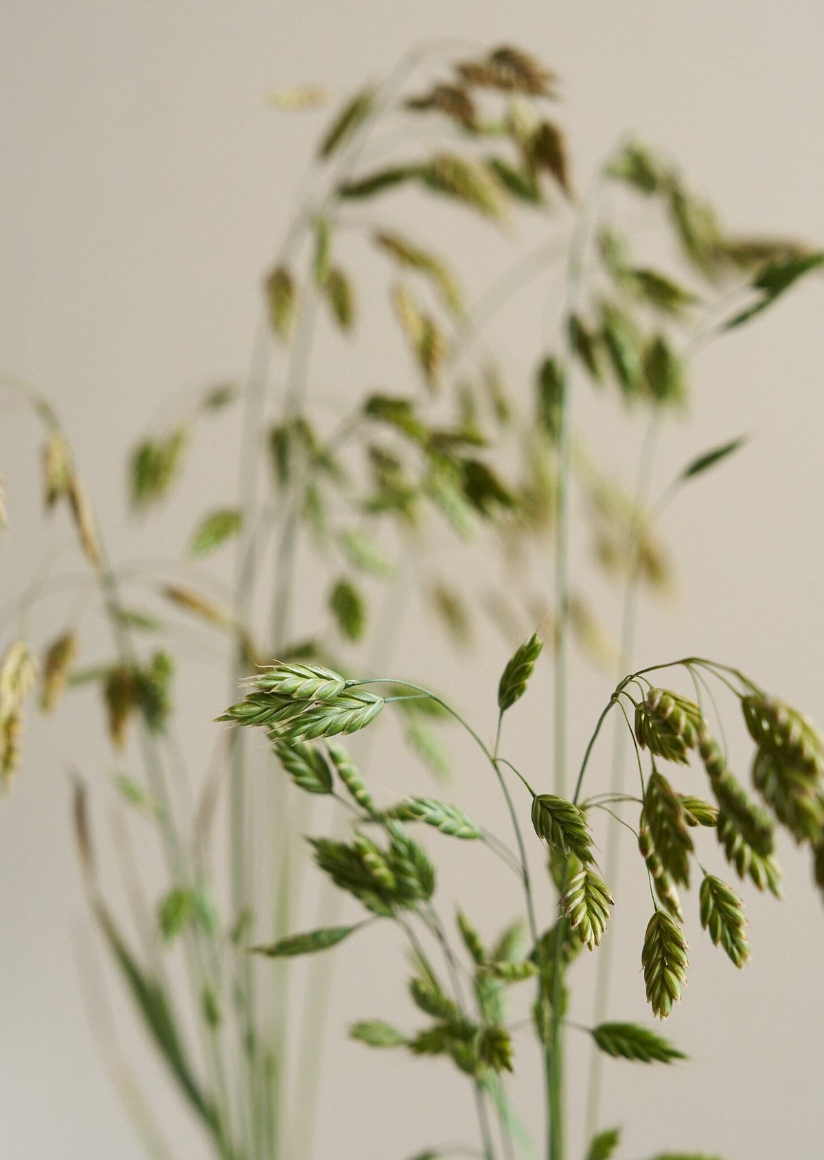 Rug-Hejre/Bromus secalinus Seed 