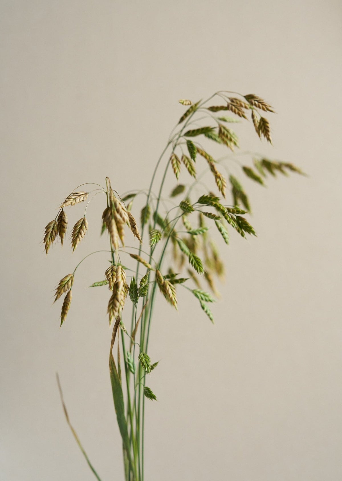Rug-Hejre/Bromus secalinus Seed 
