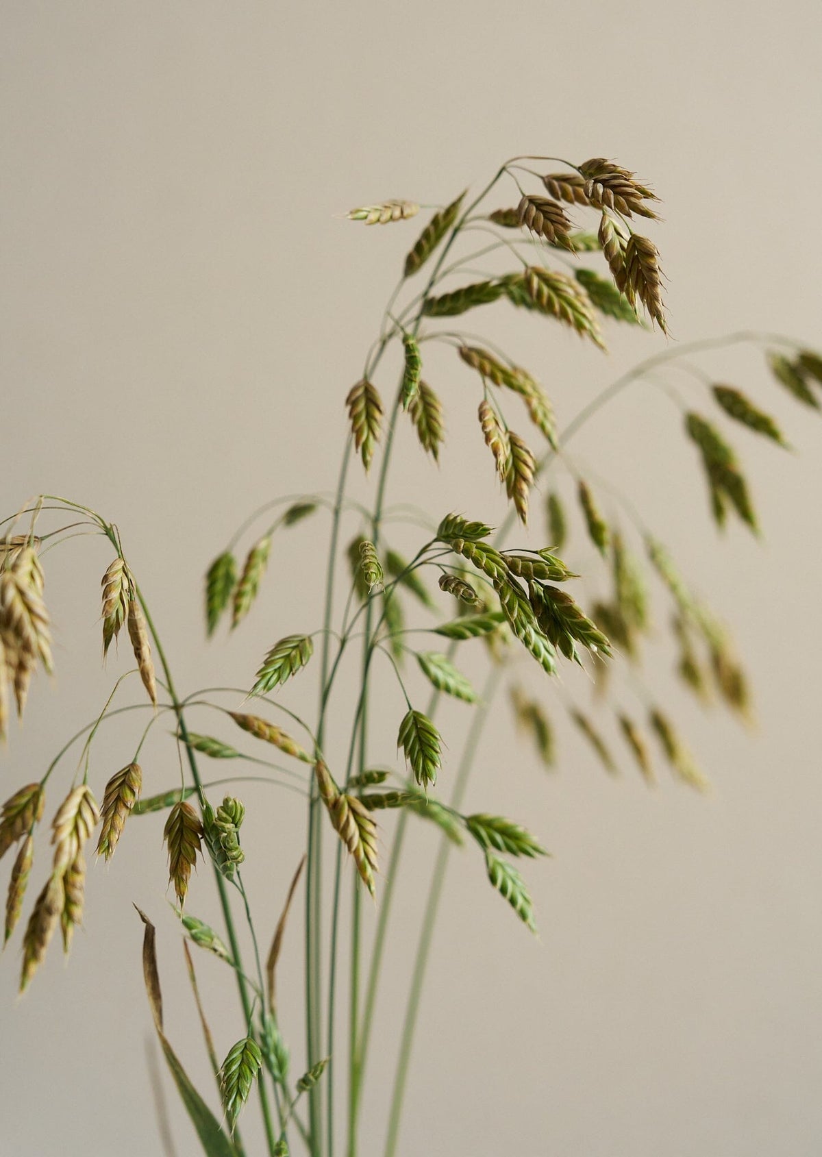 Rug-Hejre/Bromus secalinus Seed 