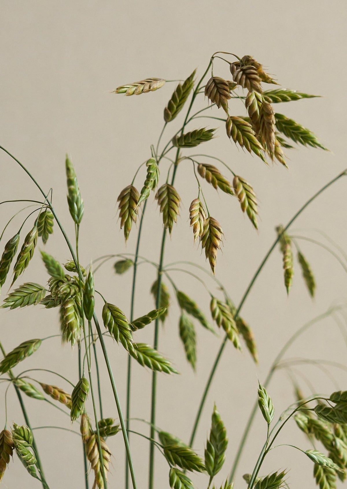 Rug-Hejre/Bromus secalinus Seed 