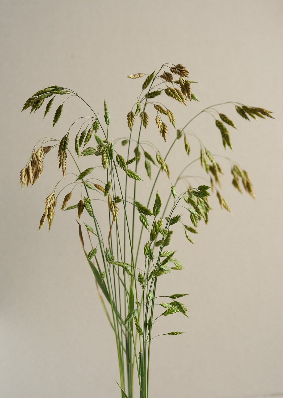 Rug-Hejre/Bromus secalinus Seed 