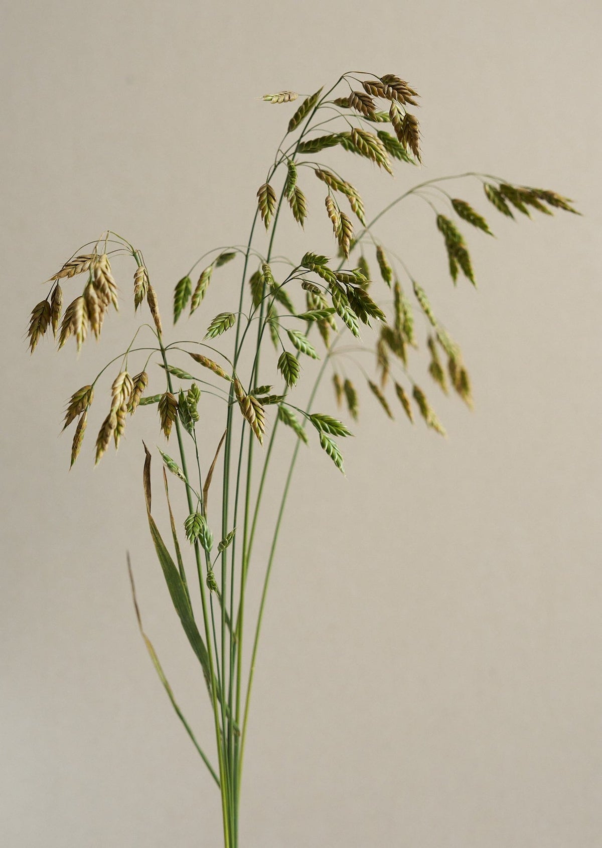 Rug-Hejre/Bromus secalinus Seed 