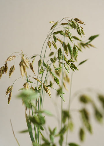 Rug-Hejre/Bromus secalinus Seed 