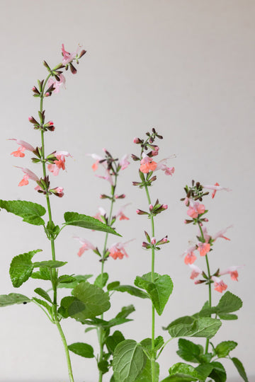 Salvie, skarlagen ‘Jewel pink’ Seed 