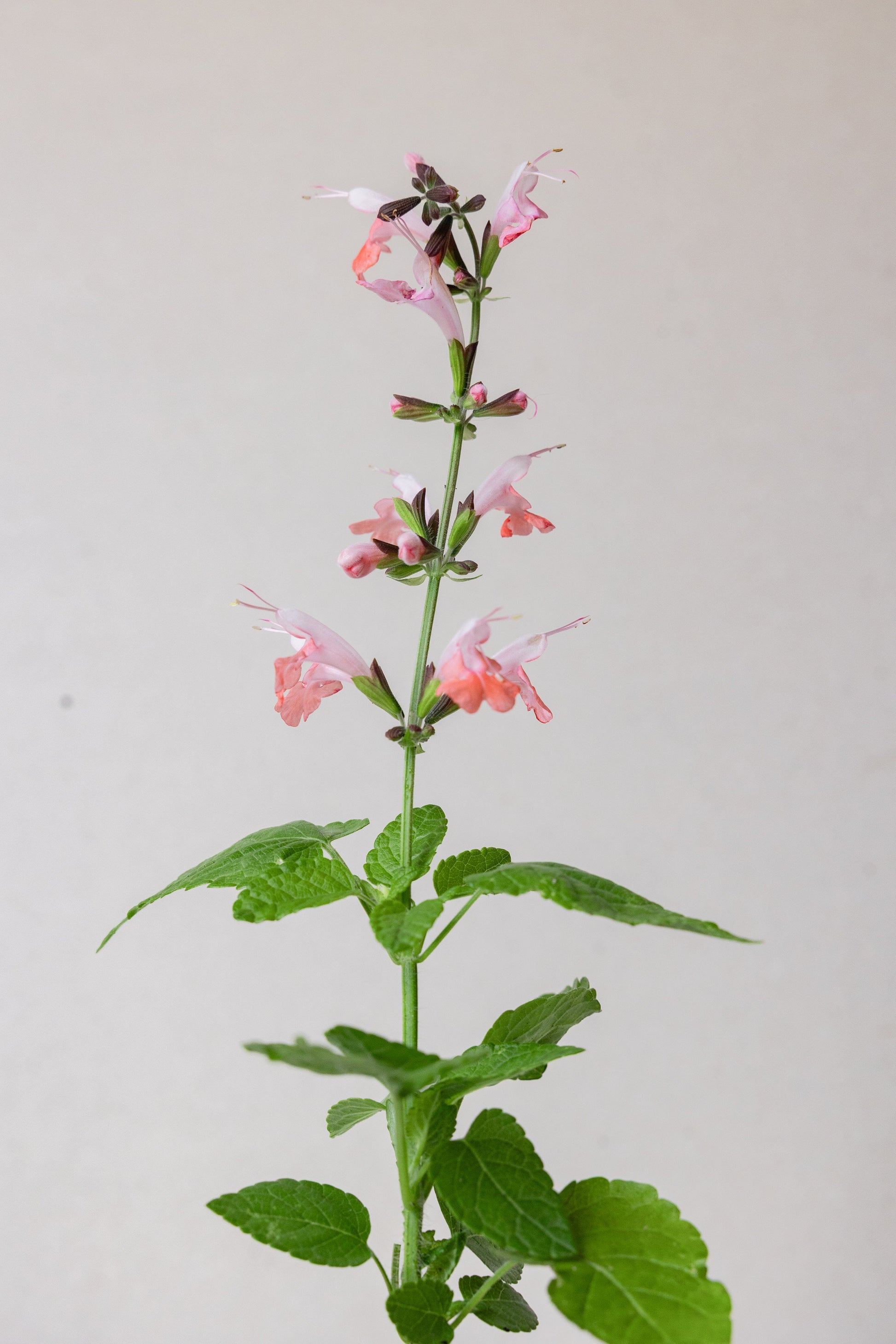 Salvie, skarlagen ‘Jewel pink’ Seed 