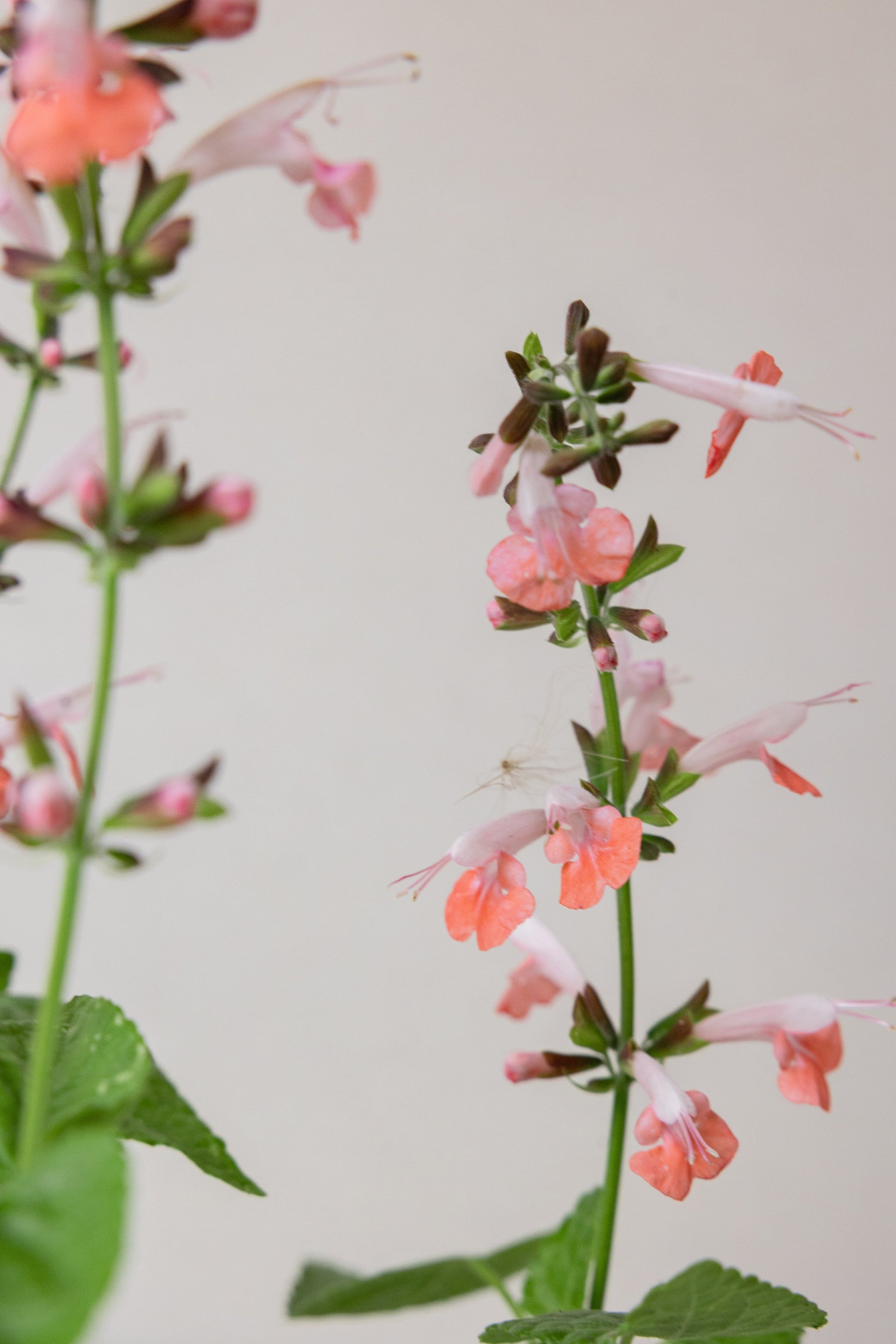 Salvie, skarlagen ‘Jewel pink’ Seed 