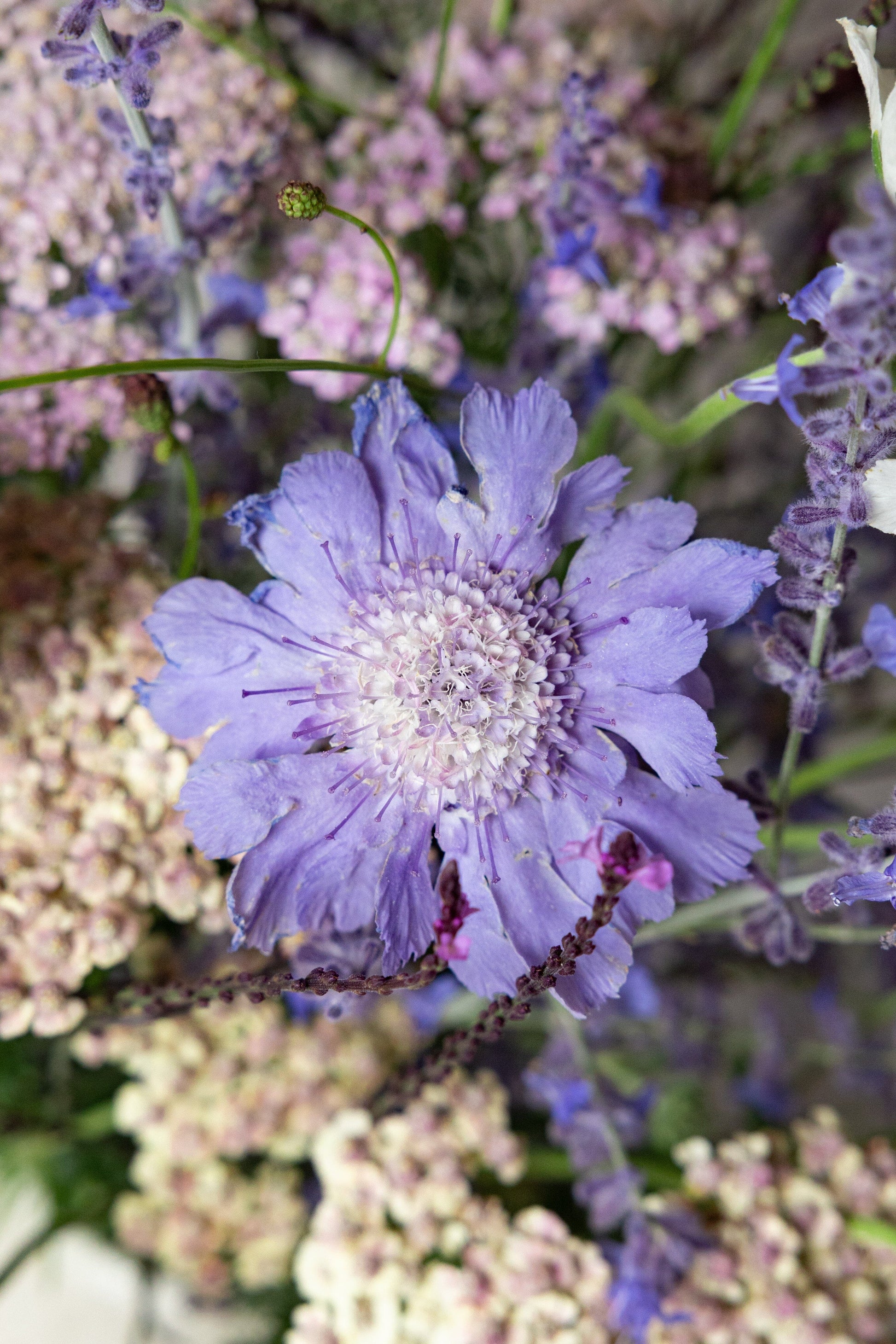 Samsø buket STAUDE buket Seed 