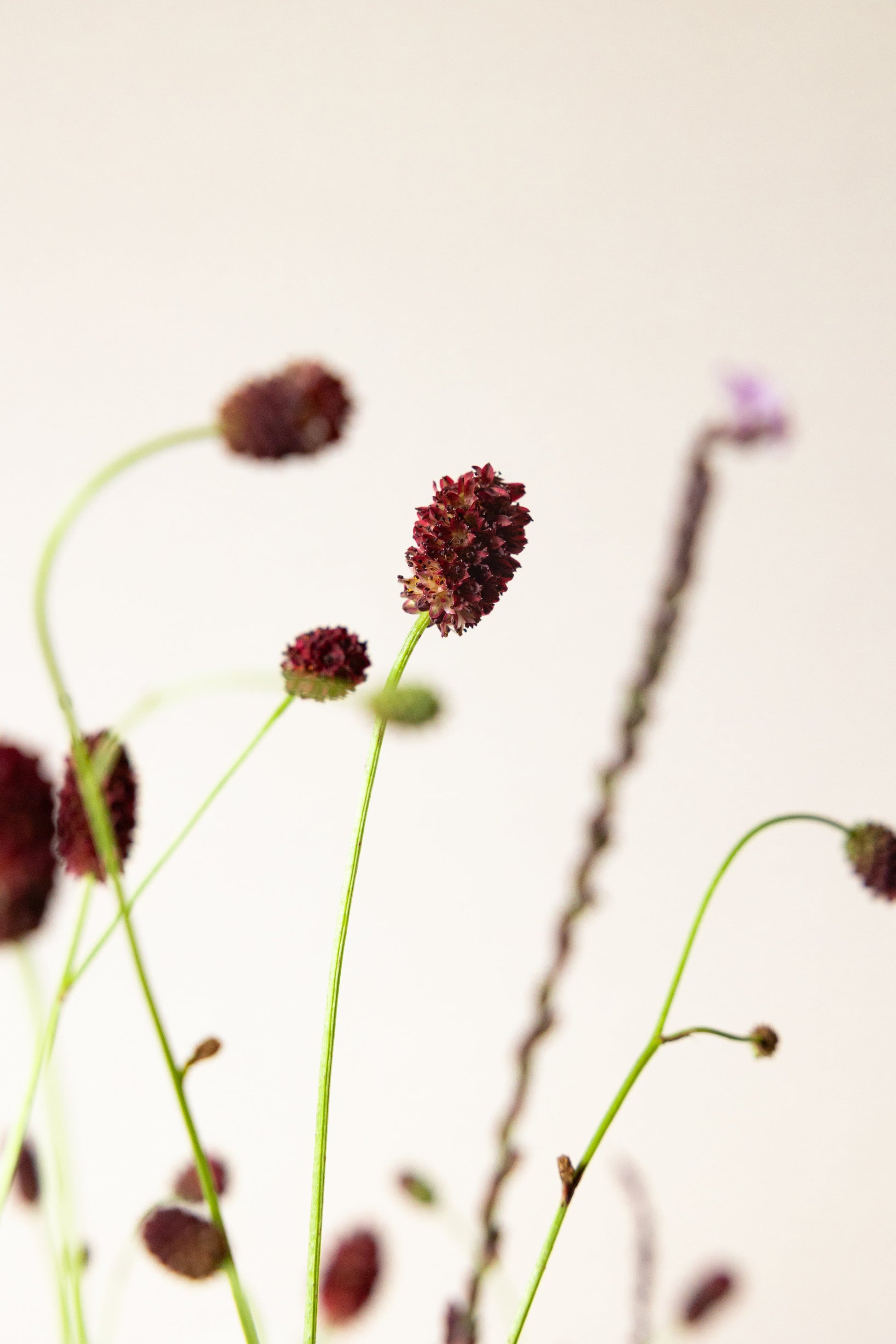 Samsø buket STAUDE buket Seed 