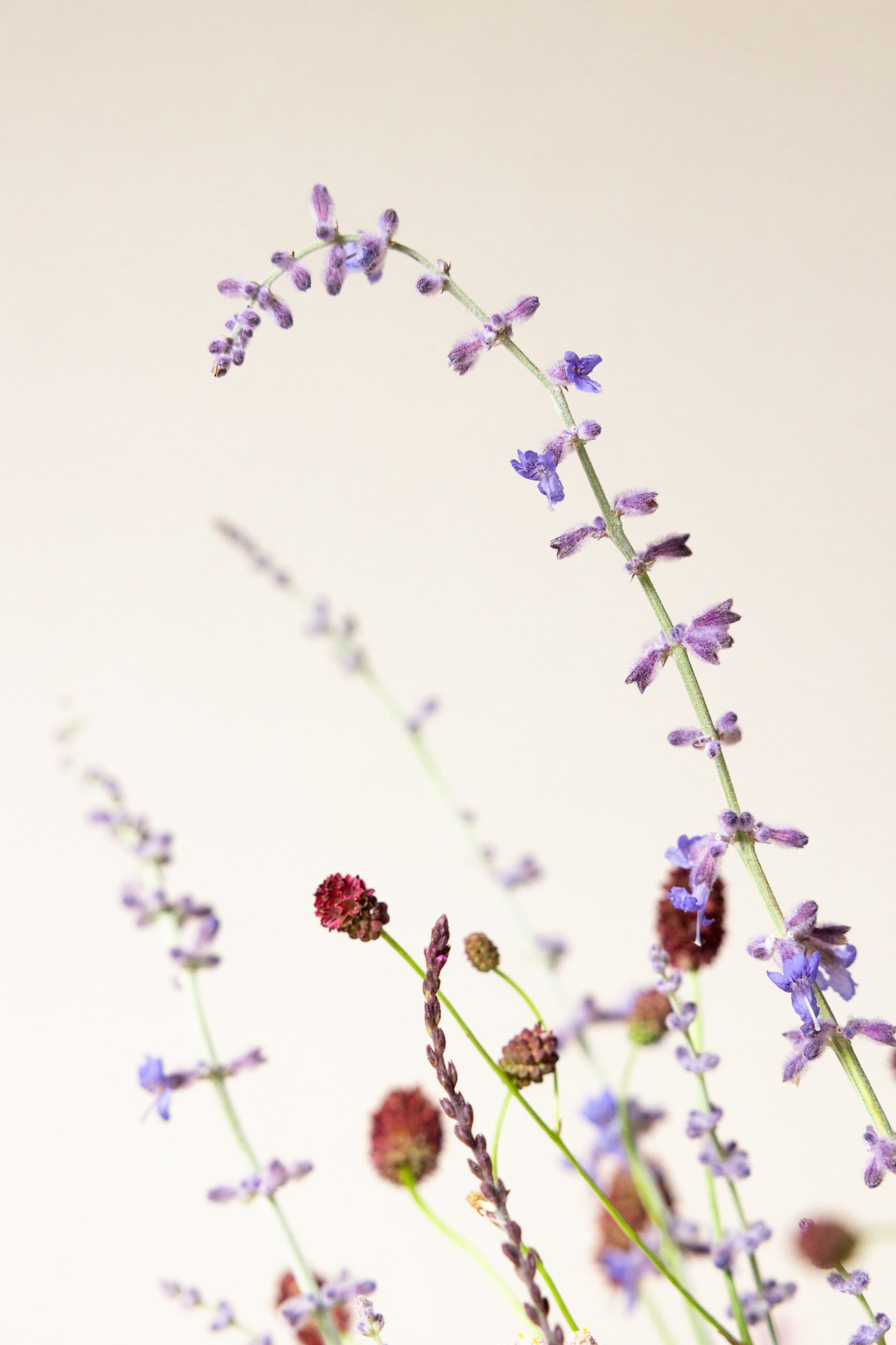Samsø buket STAUDE buket Seed 