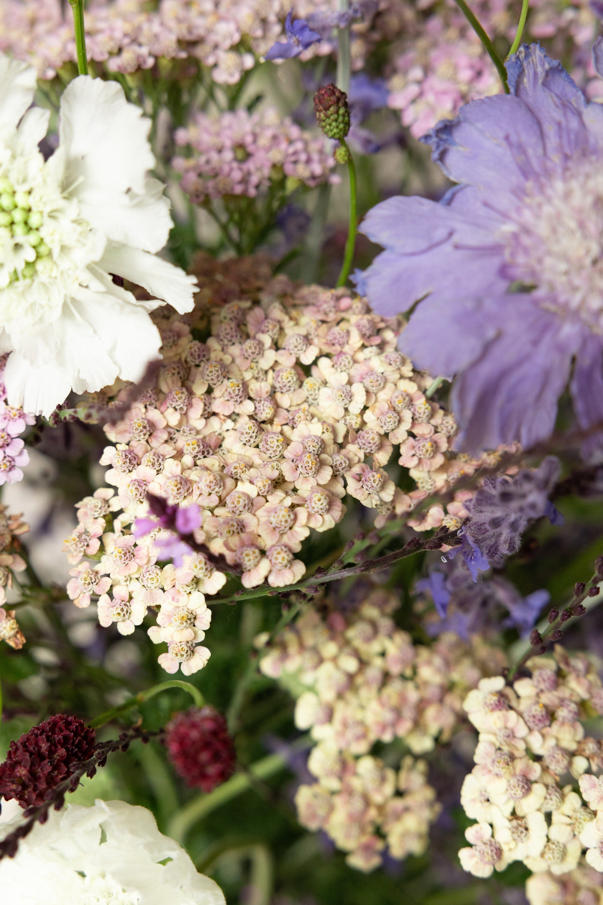 Samsø buket STAUDE buket Seed 