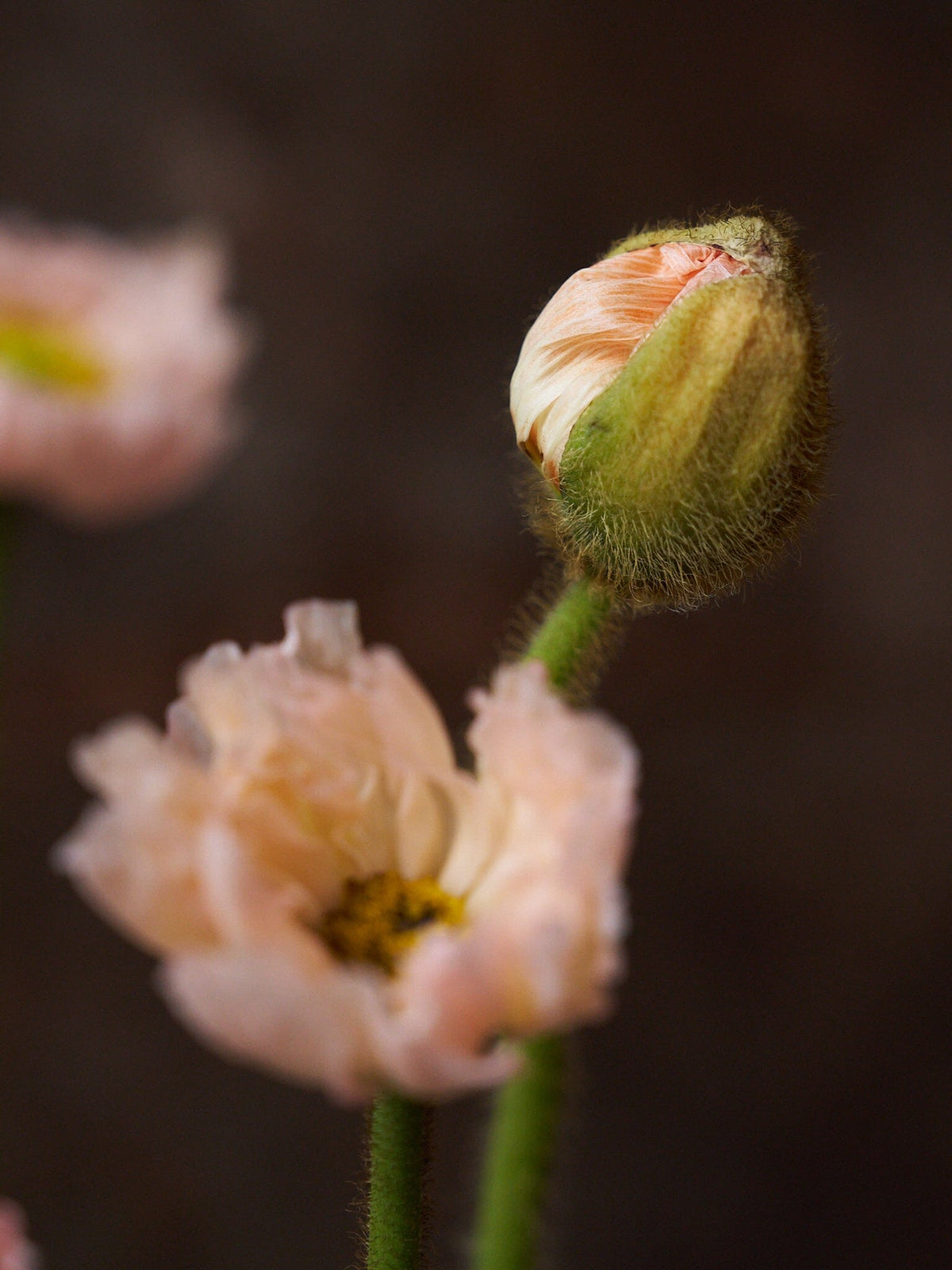 Sibirisk Valmue 'Champagne Bubbles Pink' F1 Seed 